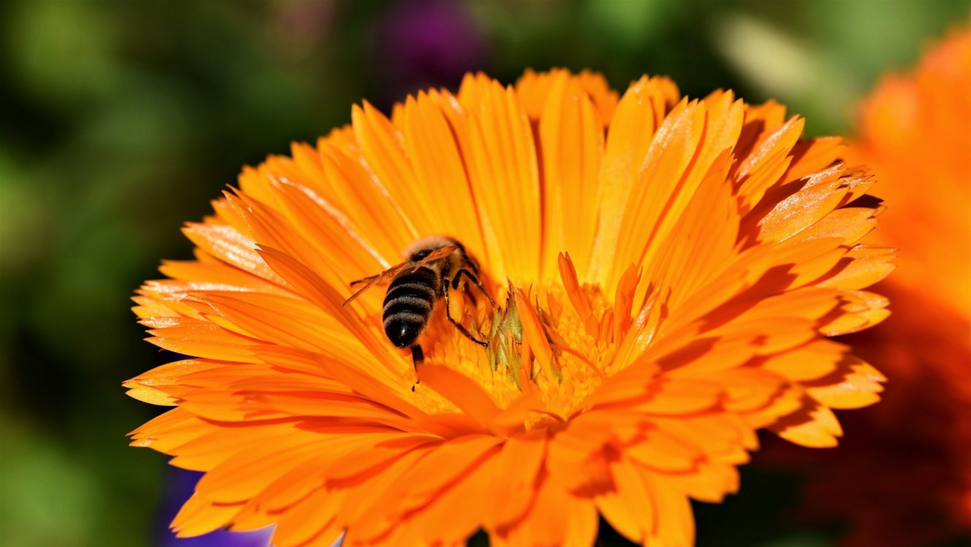 BienenschutzRegion-Stiefingtal