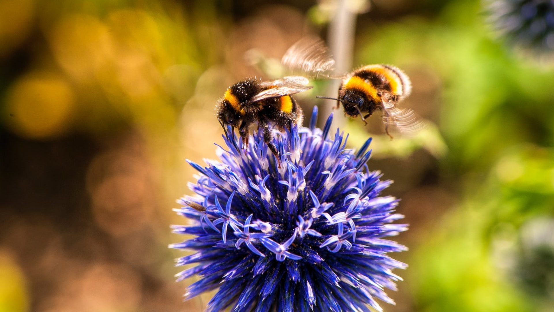 BienenschutzRegion-Stiefingtal